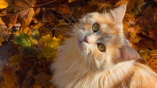 秋日长毛猫咪