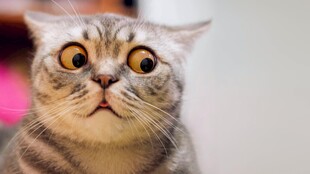 猫咪