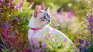 花园里的可爱小猫