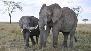 非洲草原大象