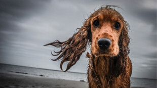 海边风中的可卡犬