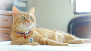 慵懒居家小橘猫
