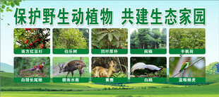 保护野生动植物宣传海报