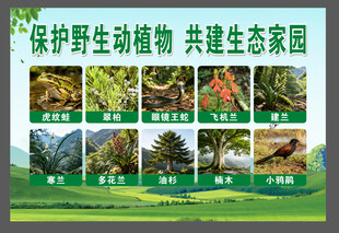 保护野生动植物宣传展板