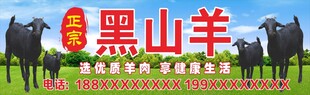 黑山羊广告