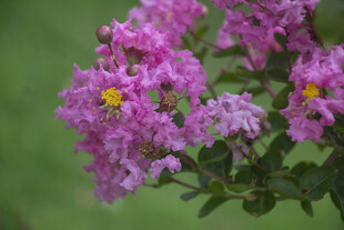 朦胧紫花清新特写