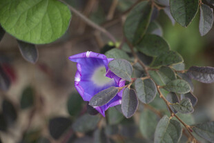 绿叶间的牵牛花紫色小花