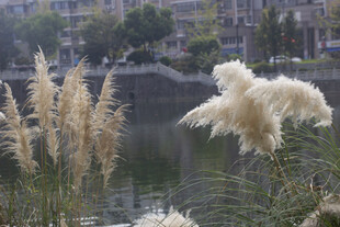 河畔蒲苇随风摇曳