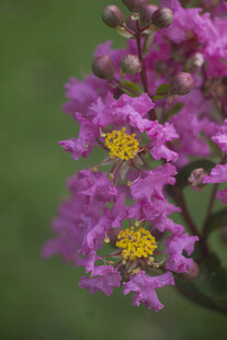 紫薇柔焦紫花特写