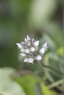 朦胧白花苞清新特写
