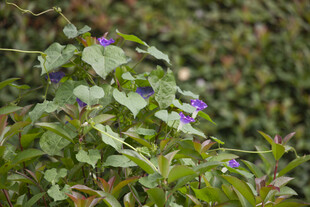 郊野紫色牵牛花野花丛