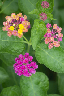 马缨丹花簇绿叶特写
