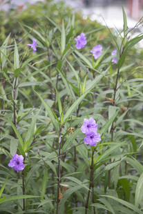 翠芦莉紫色花卉