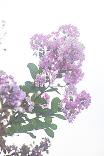 紫薇淡紫花簇柔焦特写