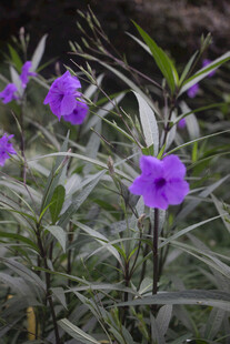 紫色翠芦莉花卉