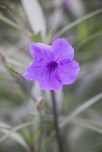 翠芦莉淡紫小花清新特写