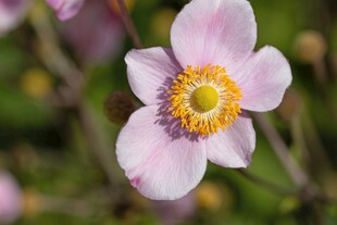 淡粉银莲花特写