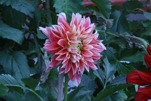 大丽花  