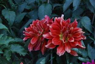 大丽花 