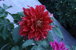 大丽花  