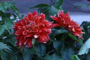 大丽花  