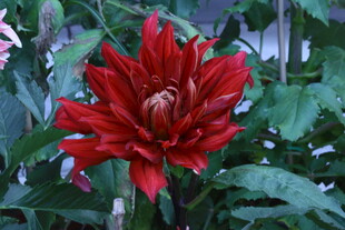 大丽花 