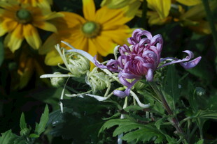 菊花  