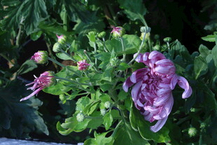 菊花 
