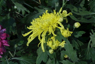 菊花  