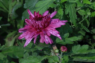 菊花  