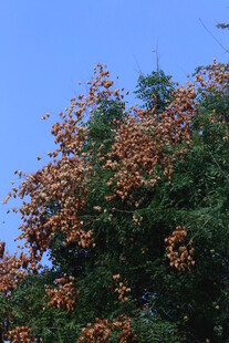 栾树