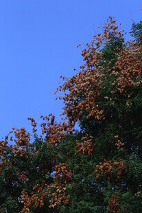 栾树  