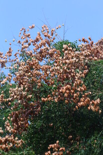 栾树 