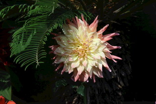 大丽花  