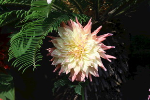 大丽花 