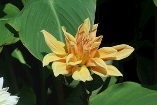 大丽花  