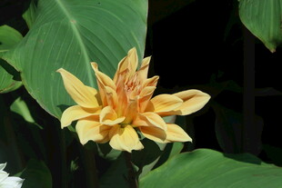 大丽花  