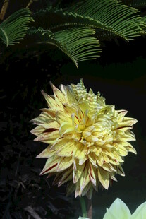 大丽花 