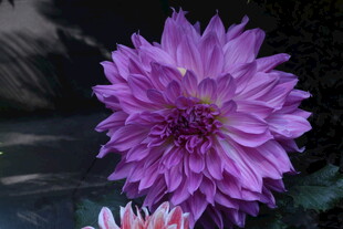 大丽花 