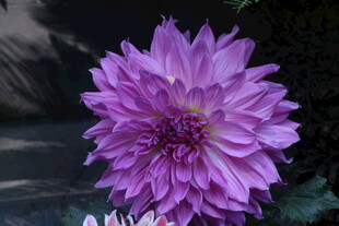 大丽花  