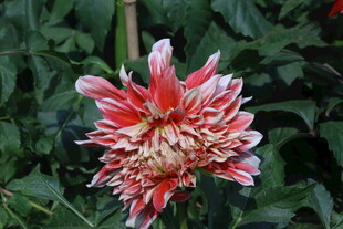 大丽花  