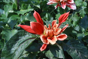 大丽花 