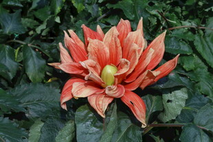 大丽花  