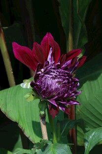 大丽花  