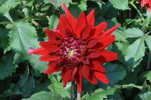 大丽花  