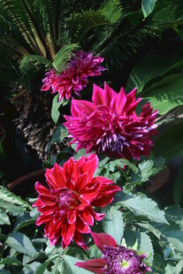 大丽花  