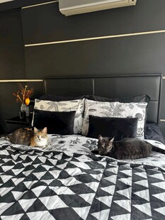 卧室床上的两只猫咪
