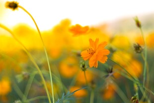 格桑花