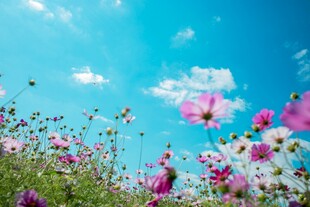 蓝天下的格桑花