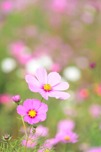 柔焦粉色格桑花